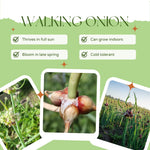 Set 200 Egyptian Walking Onion Seeds, Walking Onion Seeds for Planting, Perennial Hardy Onions Seed for Indoor Outdoor Growing