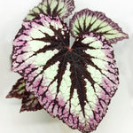 3 Packs Fire Begonia Angel Wing Maculata Live Plants, 5-9 Inch Tall, Indoor Outdoor Polka Dot Begonia