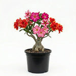 Pack 2 Assorted Desert Rose Plants Live, Hardy Adenium Obesum Succulent, Vibrant Blooms for Indoor and Outdoor 4-7 Inch