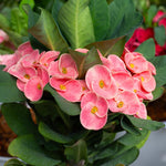2 Euphorbia Milii Salmon Crown of Thorns Plant Live, Cold Hardy Succulent Houseplant 4-7" Tall with Constant Blooms