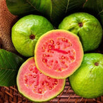 Pink Guava Fruit Tree, 5 to 9 Inches Tall, Tropical Guava Tree Plant for Garden or Patio, Well-Rooted, No Pot