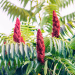 2 Black Sumac Trees Live Plants Bare Roots, Dormant 1-2 Feet Tall, Hardy Shrub Fragrant Ground Cover for Landscaping