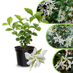 Jasmine Live Plant 4–8″ Tall, Jasmines Flower Vine, Fragrant White Blooms, Outdoor or Container Growing (Star Jasmine)