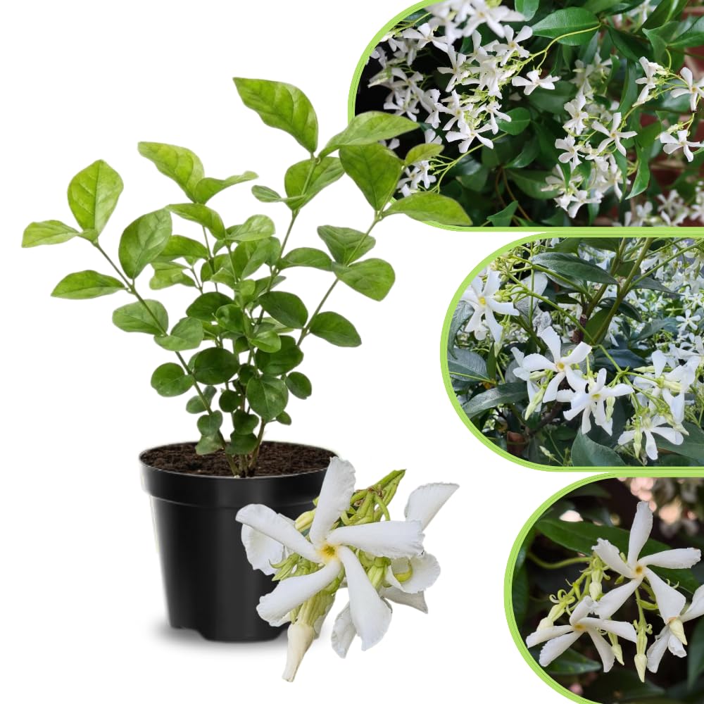 Jasmine Live Plant 4–8″ Tall, Jasmines Flower Vine, Fragrant White Blooms, Outdoor or Container Growing (Star Jasmine)