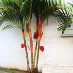 Palm Tree Live Plant, Fully Rooted in 3 Gallon Pot, Rare Tropical Plant Live for Indoor or Outdoor Growing, Red