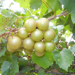 Set 3 Bronze Muscadine Grape Plants Live, 4-6 Inch Tall Well Rooted Vines for Outdoor Planting