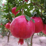 Wonderful Pomegranate Tree Live Plant, Cold Hardy Pomegranate Plant Live, 6 to 8 Inches Tall, All Year Planted