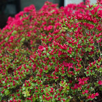 Red Weigela Plant Pot, Live Weigela Plant, 4 Inches Pot, Weigela Live Plant, Weigela Plant Live, Weigela Starter Plant for Gardening Outdoor Indoor