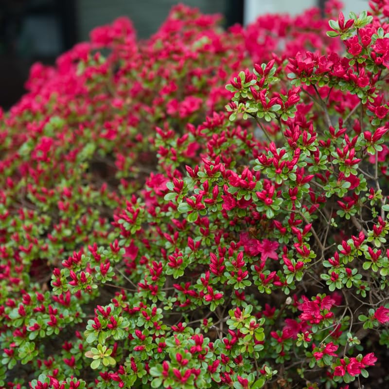 Red Weigela Plant Pot, Live Weigela Plant, 4 Inches Pot, Weigela Live Plant, Weigela Plant Live, Weigela Starter Plant for Gardening Outdoor Indoor