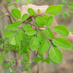 Moringa Oleifera Plant, Moringa Tree Live in Pot, 4-8 Inches Tall