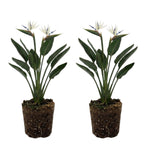 Set 2 White Bird of Paradise Live Plants, Tropical Indoor and Outdoor Ornamental Plant, 4-7 Inch Tall Well Rooted
