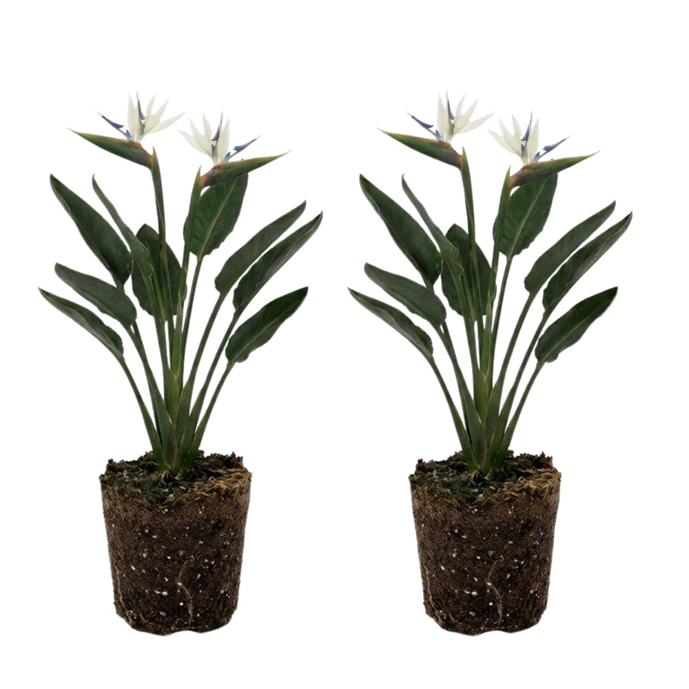 Set 2 White Bird of Paradise Live Plants, Tropical Indoor and Outdoor Ornamental Plant, 4-7 Inch Tall Well Rooted