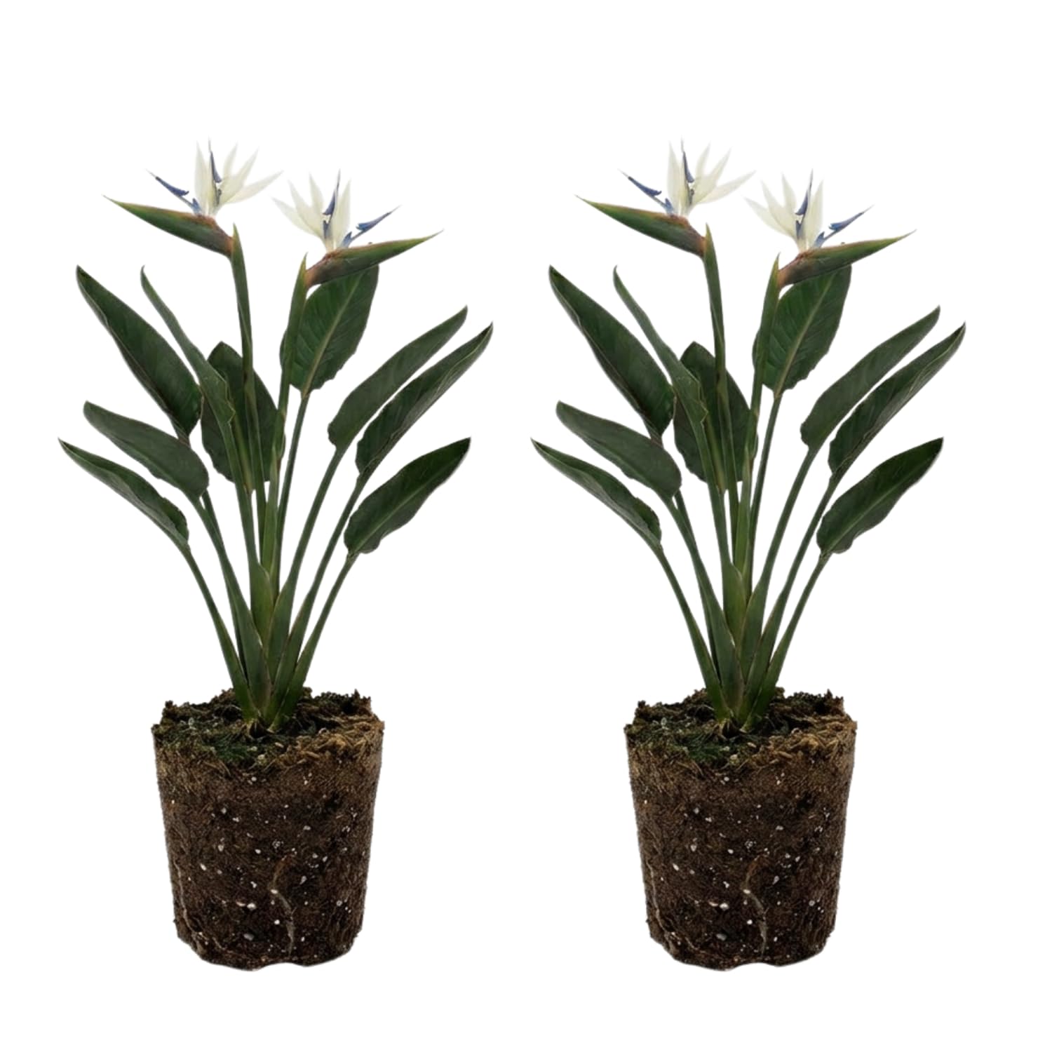 Set 2 White Bird of Paradise Live Plants, Tropical Indoor and Outdoor Ornamental Plant, 4-7 Inch Tall Well Rooted