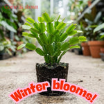 4 Christmas Cactus Plants Live, 5-9 Inch Tall (Orange)