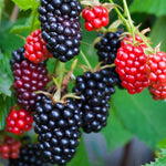 Pack 2 Thornless BlackBerry Plants Live, 4-8 Inch Tall, BlackBerry Bush Live Plant, Sweet Blackberries Fruit Indoor Outdoor (Osage BlackBerry)