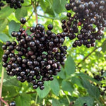 2 Elderberry Plants Live, 5-9" Black American Elderberry Bush Tree Plants Live for Planting, Dormant, Bareroots Cold Hardy Spring Planting