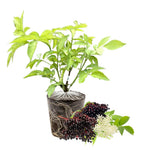 Black Elderberry Bush Tree Plant Live for Planting, 5 to 8 Inch Tall, American Elderberry Cold Hardy for Outdoor Growing, No Pot