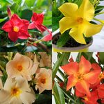 2 Mix Dipladenia Bushes Flower Plants, Pink Flowering Plants, 4-8 Inches, Outdoor Growing