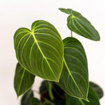 Philodendron Live Plant, Rare Variegated Houseplant 5-8 Inch Tall, Indoor Live Plant for Home or Office Decor, No Pot (Black Gold Philodendron)