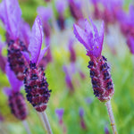 Set 2 Spanish Lavender Plants Live, Lavender Flower Plant, 5 to 7 Inc Tall Gardening Indoor, Outdoor