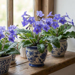 Purple Blue Streptocarpus Lady Slipper Plants in 3.25 Inch Pot, Live Flowering Houseplant for Patio, Containers and Indoor Gardening