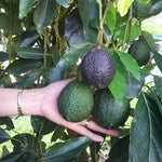 Live High-Yielding Avocado Tree Plant in 3 Gallon Pot, Cold Hardy Avocado Tree 2-3 Ft Tall, Ready to Bear Fruits