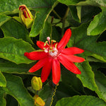 Pack 2 Passion Flower Plants, Red Passiflora Vine Flowering Plant 4-7 Inch Tall, Indoor Outdoor Planting