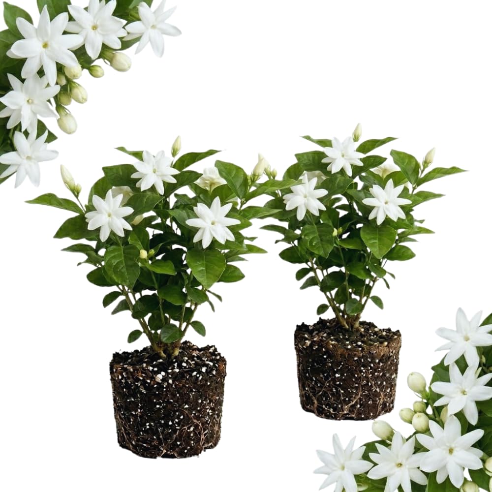 2 Arabian Jasmine Plant Live, Jasmine Flower Plants Fragrant Perennial Vine Garden, 4-7'' Tall
