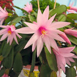 Pink Easter Cactus Plant Live 4-7 Inches, Spring Easter Cactus, Vibrant Seasonal Blooms for Indoor Planting