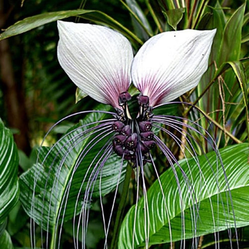 White Tacca Live Plant, Rare Houseplant, 2 Inch Pot
