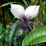 White Bat Tacca Plant in 4 Inch Pot, Indoor Plant with White Flowers, Perfect for Houseplant