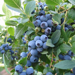 1 Blueberry Bush Live Plant 5 to 9 Inch Tall, Blueberry Plant Live for Planting, Sweet Blueberries Fruit Tree Live Plant (Biloxi Blueberry)