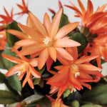 Easter Cactus Plants Live, Vibrant Color, Size 5-9" in Tall, No Pot, Spring Bloom Housplant Indoor Outdoor Succulent Cacti (Orange)