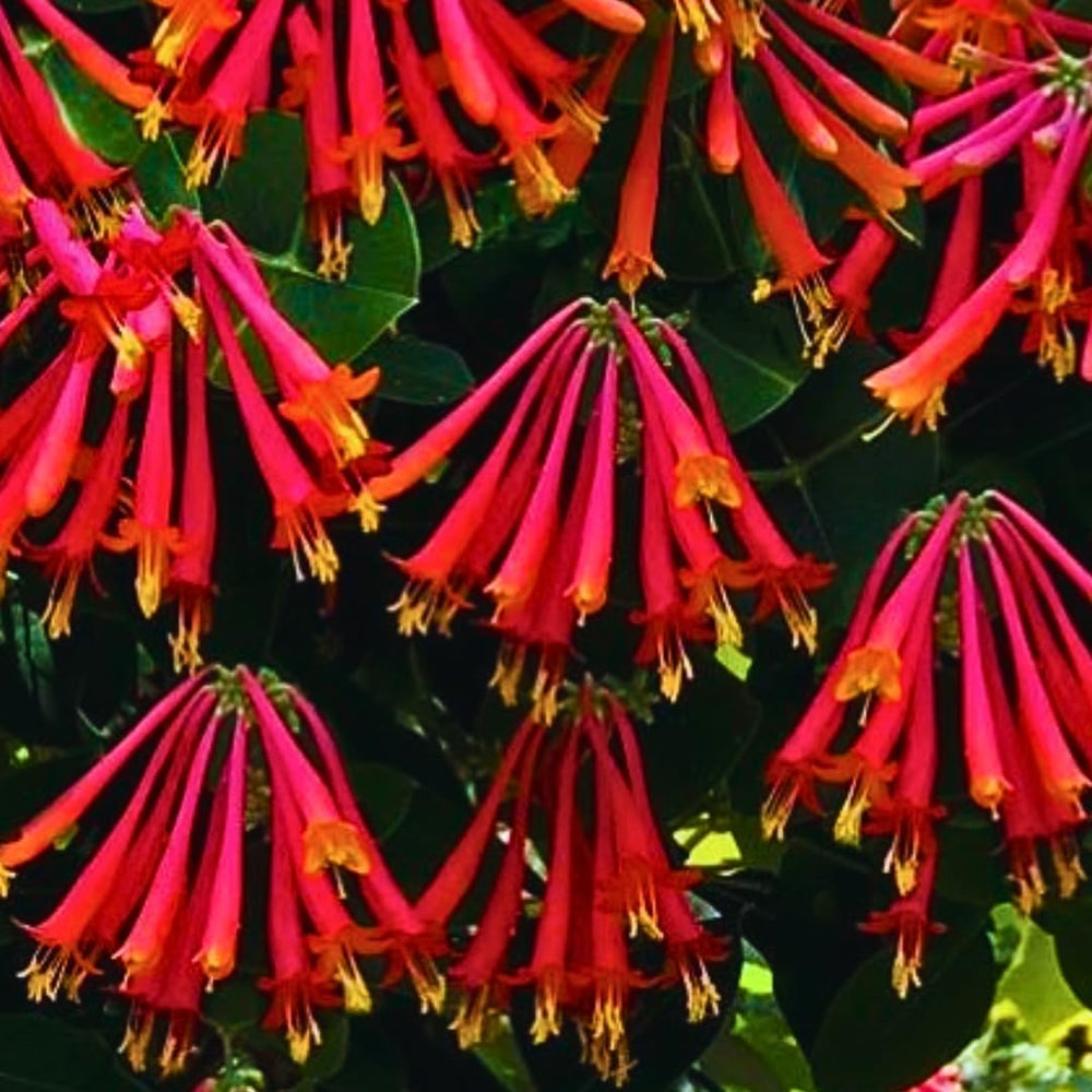 Major Wheeler Honeysuckle Plant Vine Seeds