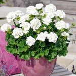 2 White Geranium Plants Live, Geraniums Live Plants, Colorful Flowering Plants for Garden, Patio, or Hanging Baskets, 5-9" Tall, No Pot