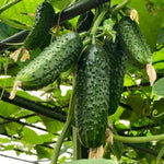 Live Marketmore Cucumber Plant, 4-6" Tall