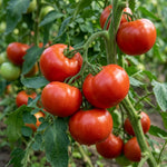 Set 2 Tomato Plants, Better Boy Tomato Plants Live, 4-6 Inc Tall, High Yield Vegetable for Raised Beds, Containers and Outdoor Garden