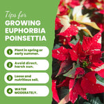 2 Multi Varieties Poinsettia Plants Live, Pink Red Poinsettia Flowers for Holiday Christmas Gift, Decoration Houseplant 5-10" in Tall, No Pot