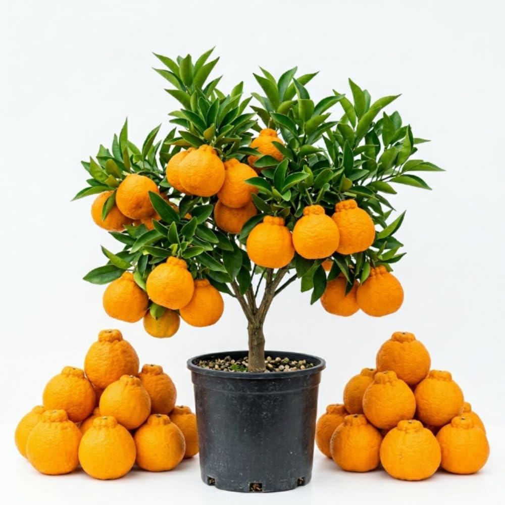 Mandarin Orange Tree, Large Sweet Mandarin Plants Live, 1.5 Years Old Tree, 1-2 Feet Tall, Fragrant Citrus Trees for Patio and Outdoor Garden