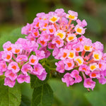 Live Lantana Plant, Perennial Lantana, Vibrant Flower Colors, 4 Inch Pot for Indoor or Outdoor Planting (Pink Flowers)