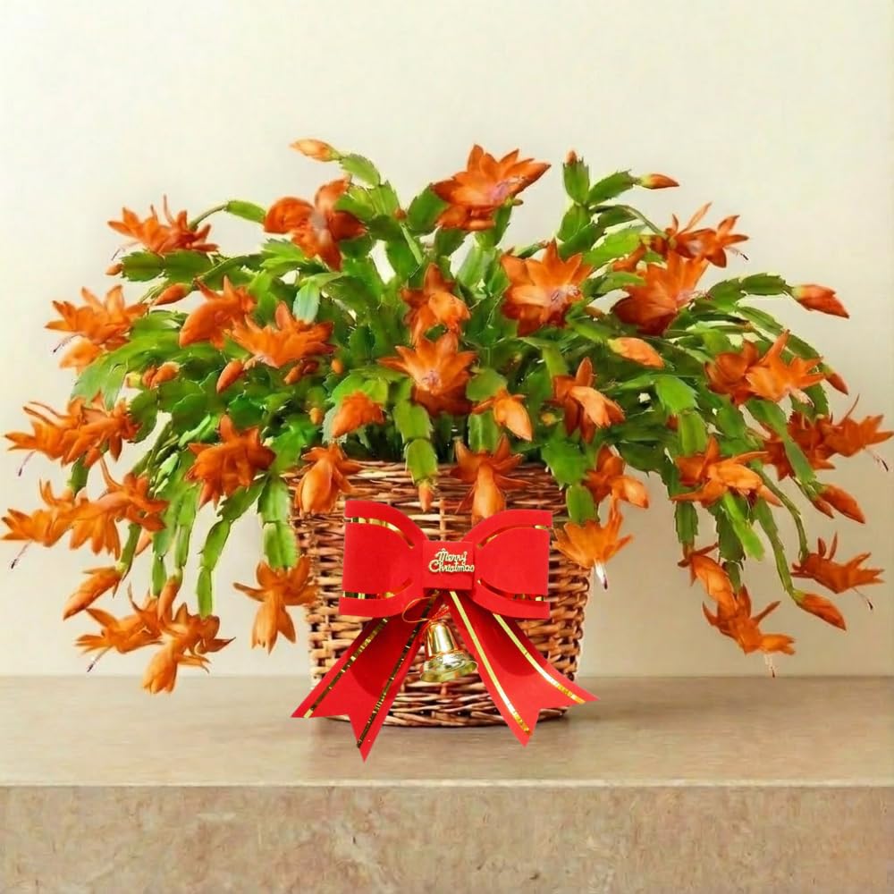 2 Orange Christmas Cactus Plants, Thanksgiving Cactus 3-6 Inch Tall, Winter Succulents Flowers Container Hanging Basket Indoor Outdoor Planting