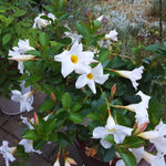 Set of 2 Mandevilla Plants Live, White Mandevilla Live Plants, 5 to 8 Inches Tall, Mandevilla Well Rooted Outdoor Gardening