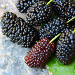 Mulberry Plant Live to Grow 5 to 8 Inch Height, Sweet Mulberry Fruit Tree Live Plant, Mulberries Seedling (Illinois Everbearing Mulberry)