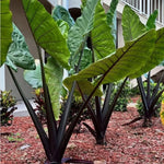 Set 2 Black Stems Alocasia Live Plants for Planting, 5 to 7 Inc Tall, Indoor Houseplant Alocasia Plant Live, No Pot, Alocasia Colocasia Taro Plants for House Plants