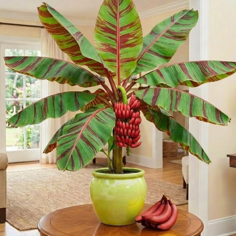 Zebrina Banana Plant Tree Live, Cold Hardy 4-7" in Tall, No Pot, Outdoor Spring Planting, Rare and Sweet Banana Plants