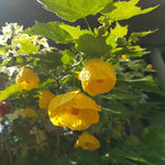 2 Abutilon Plants Live for Planting 4 to 7 Inch Height, Lantern Abutilon Live Plants Bell Shaped Flowers, Abutilon Flowering Live Plants (Yellow Abutilon Plants)