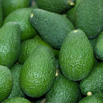 Live HASS Avocado Tree Plant in 3 Gallon Pot, Cold Hardy Avocado Tree 2-3 Ft Tall, Ready to Bear Fruits