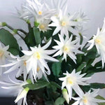 Easter Cactus Plants Live, Vibrant Color, Size 5-9" in Tall, No Pot, Spring Bloom Housplant Indoor Outdoor Succulent Cacti (White)