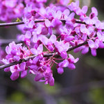 Set 4 Eastern Redbud Live Trees, 6-12 Inches Tall, Bareroots Dormant, Hardy Ornamental Flowering Tree for Garden Landscape