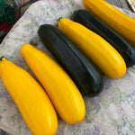 2 Yellow Zucchini Plants Live, 4 Inc Potted, Fast Growing Squash Vegetable Garden Plants
